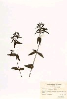 加拿大美耳草藏品圖，第2張